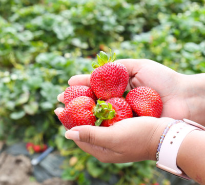 Freshly Picked California Strawberries